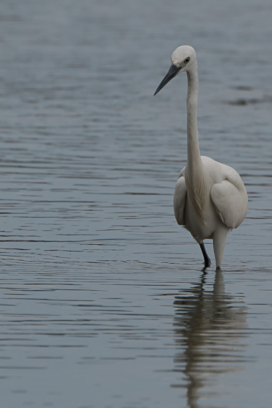 Kleine Zilverreiger